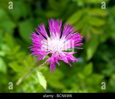 Asteraceae/Compositae Centaurea `Montana`. Summer flower purple in colour in full bloom. Stock Photo